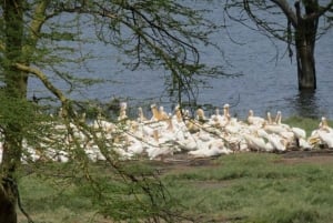 Desde Nairobi: Safari de 2 días a Naivasha con alojamiento