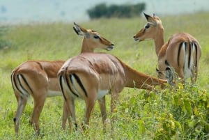 Desde Nairobi: Safari de 2 días a Naivasha con alojamiento