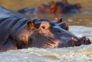 Desde Nairobi: Safari de 2 días a Naivasha con alojamiento