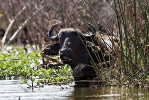 Desde Nairobi: Safari de 2 días a Naivasha con alojamiento