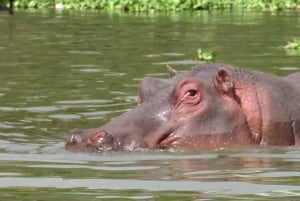 Desde Nairobi: Safari de 2 días a Naivasha con alojamiento