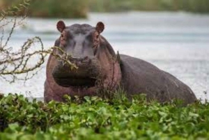 Desde Nairobi: Safari de 2 días a Naivasha con alojamiento