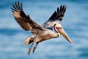 From Nairobi: 2-Day Naivasha Safari with Accommodation