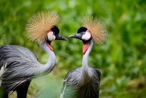 From Nairobi: 2-Day Naivasha Safari with Accommodation