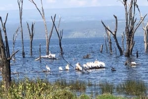 From Nairobi: 2-Day Naivasha Safari with Accommodation