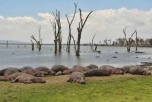 From Nairobi: 2-Day Naivasha Safari with Accommodation