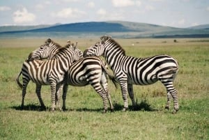 From Nairobi: 2-Day Naivasha Safari with Accommodation