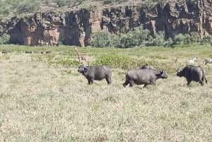 From Nairobi: 2-Day Naivasha Safari with Accommodation