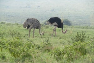 From Nairobi: 2-Day Naivasha Safari with Accommodation