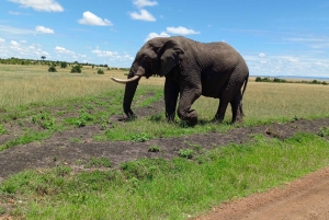 Da Nairobi: Safari privato di 2 giorni e 1 notte nel Masai Mara in 4x4