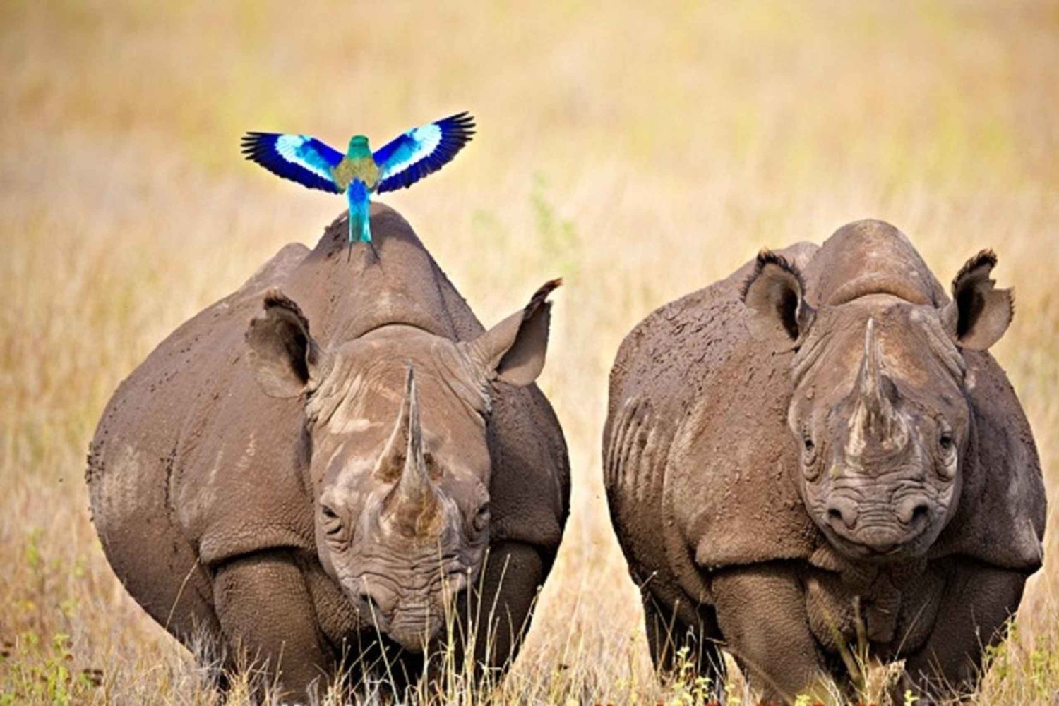 A partir de Nairobi: Safari de 2 dias e 1 noite para a Reserva Ol Pejeta