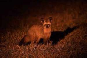 ナイロビ発：オル・ペジェタ保護区への2日間1泊サファリ