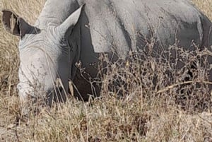 ナイロビ発：オル・ペジェタ保護区への2日間1泊サファリ