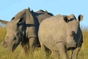 ナイロビ発：オル・ペジェタ保護区への2日間1泊サファリ