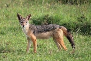 ナイロビ発：オル・ペジェタ保護区への2日間1泊サファリ