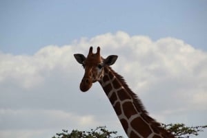 ナイロビ発：オル・ペジェタ保護区への2日間1泊サファリ