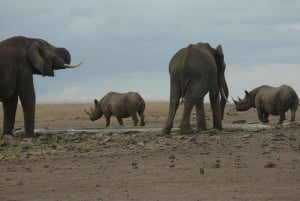 ナイロビ発：オル・ペジェタ保護区への2日間1泊サファリ