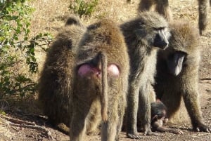 ナイロビ発：オル・ペジェタ保護区への2日間1泊サファリ