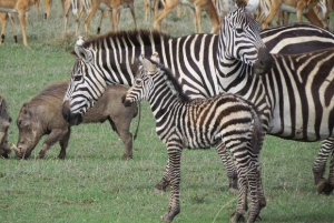 ナイロビ発：オル・ペジェタ保護区への2日間1泊サファリ