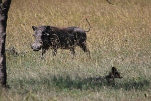 ナイロビ発：オル・ペジェタ保護区への2日間1泊サファリ