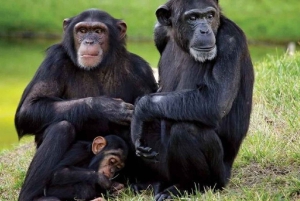 A partir de Nairobi: Safari de 2 dias e 1 noite para a Reserva Ol Pejeta