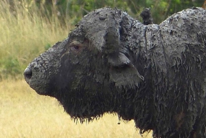 A partir de Nairobi: Safari de 2 dias e 1 noite para a Reserva Ol Pejeta