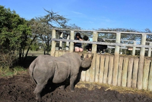 A partir de Nairobi: Safari de 2 dias e 1 noite para a Reserva Ol Pejeta