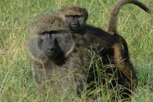 A partir de Nairobi: Safari de 2 dias e 1 noite para a Reserva Ol Pejeta