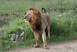 A partir de Nairobi: Safari de 2 dias e 1 noite para a Reserva Ol Pejeta