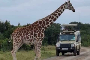 A partir de Nairobi: Safari de 2 dias e 1 noite para a Reserva Ol Pejeta