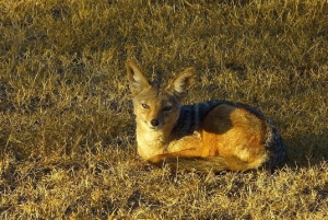 A partir de Nairobi: Safari de 2 dias e 1 noite para a Reserva Ol Pejeta