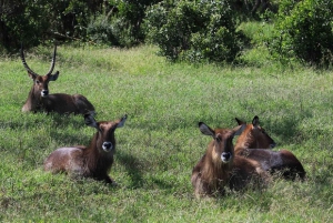 A partir de Nairobi: Safari de 2 dias e 1 noite para a Reserva Ol Pejeta