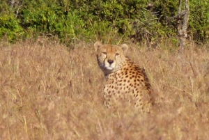 A partir de Nairobi: Safari de 2 dias e 1 noite para a Reserva Ol Pejeta