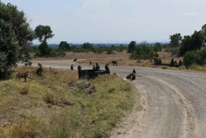 A partir de Nairobi: Safari de 2 dias e 1 noite para a Reserva Ol Pejeta