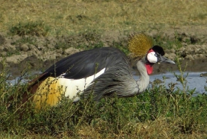 A partir de Nairobi: Safari de 2 dias e 1 noite para a Reserva Ol Pejeta