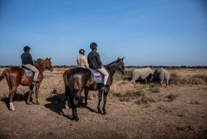 A partir de Nairobi: Safari de 2 dias e 1 noite para a Reserva Ol Pejeta
