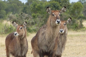 A partir de Nairobi: Safari de 2 dias e 1 noite para a Reserva Ol Pejeta