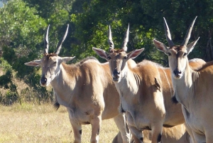 A partir de Nairobi: Safari de 2 dias e 1 noite para a Reserva Ol Pejeta