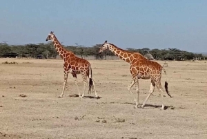A partir de Nairobi: Safari de 2 dias e 1 noite para a Reserva Ol Pejeta
