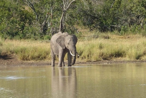 A partir de Nairobi: Safari de 2 dias e 1 noite para a Reserva Ol Pejeta