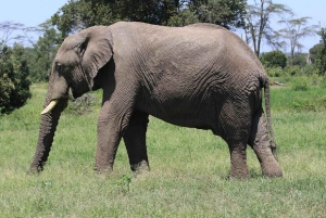 A partir de Nairobi: Safari de 2 dias e 1 noite para a Reserva Ol Pejeta