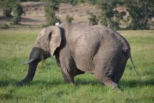 A partir de Nairobi: Safari de 2 dias e 1 noite para a Reserva Ol Pejeta