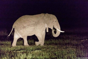 A partir de Nairobi: Safari de 2 dias e 1 noite para a Reserva Ol Pejeta