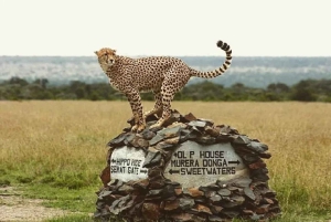 A partir de Nairobi: Safari de 2 dias e 1 noite para a Reserva Ol Pejeta