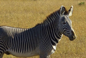 A partir de Nairobi: Safari de 2 dias e 1 noite para a Reserva Ol Pejeta