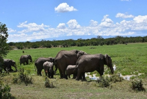A partir de Nairobi: Safari de 2 dias e 1 noite para a Reserva Ol Pejeta