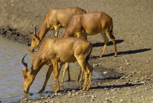 A partir de Nairobi: Safari de 2 dias e 1 noite para a Reserva Ol Pejeta