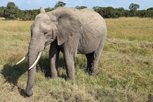 A partir de Nairobi: Safari de 2 dias e 1 noite para a Reserva Ol Pejeta