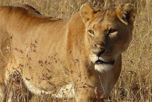 A partir de Nairobi: Safari de 2 dias e 1 noite para a Reserva Ol Pejeta