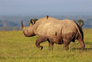 A partir de Nairobi: Safari de 2 dias e 1 noite para a Reserva Ol Pejeta